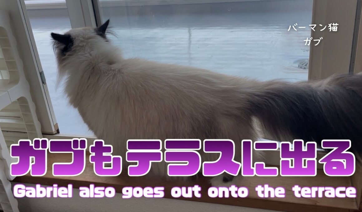 バーマン猫ガブとラフとウリ【ガブもテラスに出る】Gabriel also goes out onto the terrace（バーマン猫）