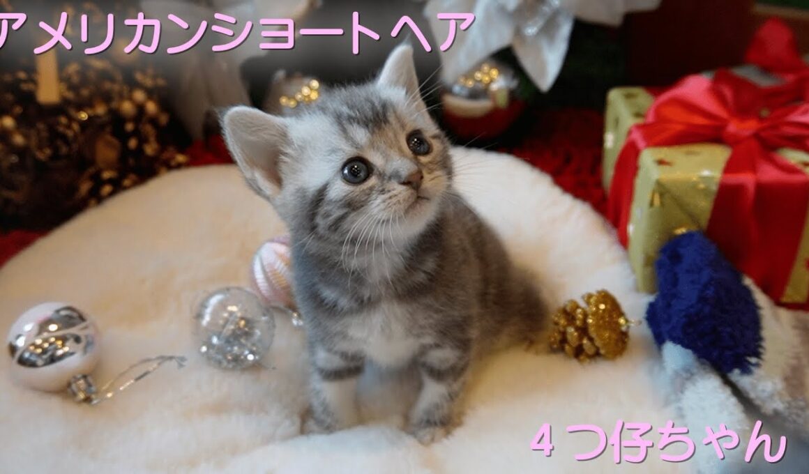 【アメリカンショートヘア　子猫】キラキラお目目の４つ仔ちゃん🌟