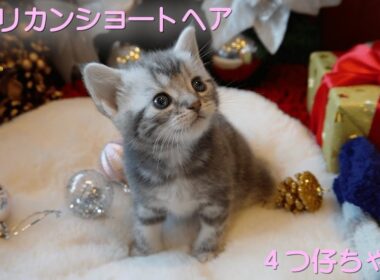 【アメリカンショートヘア　子猫】キラキラお目目の４つ仔ちゃん🌟