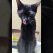 冷蔵庫に乗る黒猫の黒夢。窓にいるシャムの雫