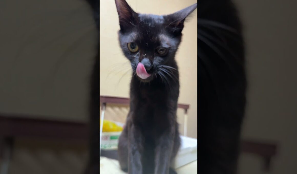 冷蔵庫に乗る黒猫の黒夢。窓にいるシャムの雫