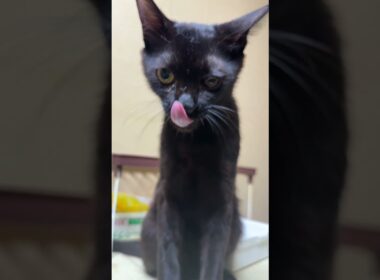 冷蔵庫に乗る黒猫の黒夢。窓にいるシャムの雫