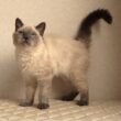 セルカークレックス子猫　Selkirk Rex　2025.９.26産まれ　ブルーポイント　巻き毛　女の子　シーダキャット猫のお店