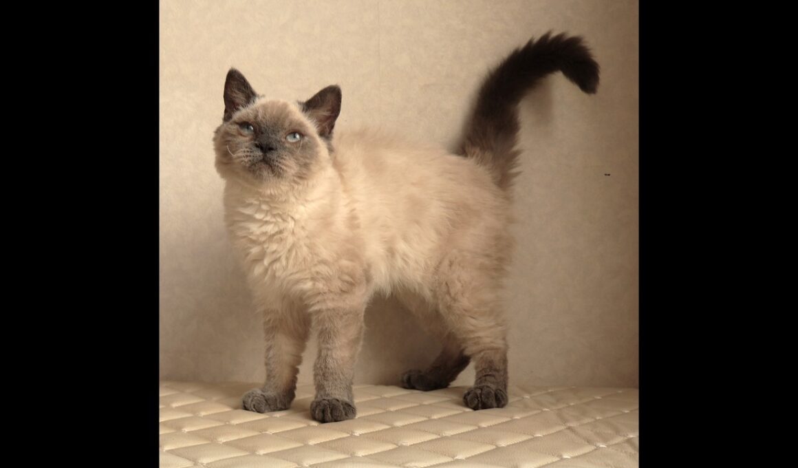 セルカークレックス子猫　Selkirk Rex　2025.９.26産まれ　ブルーポイント　巻き毛　女の子　シーダキャット猫のお店