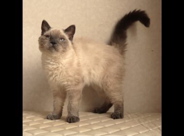 セルカークレックス子猫　Selkirk Rex　2025.９.26産まれ　ブルーポイント　巻き毛　女の子　シーダキャット猫のお店