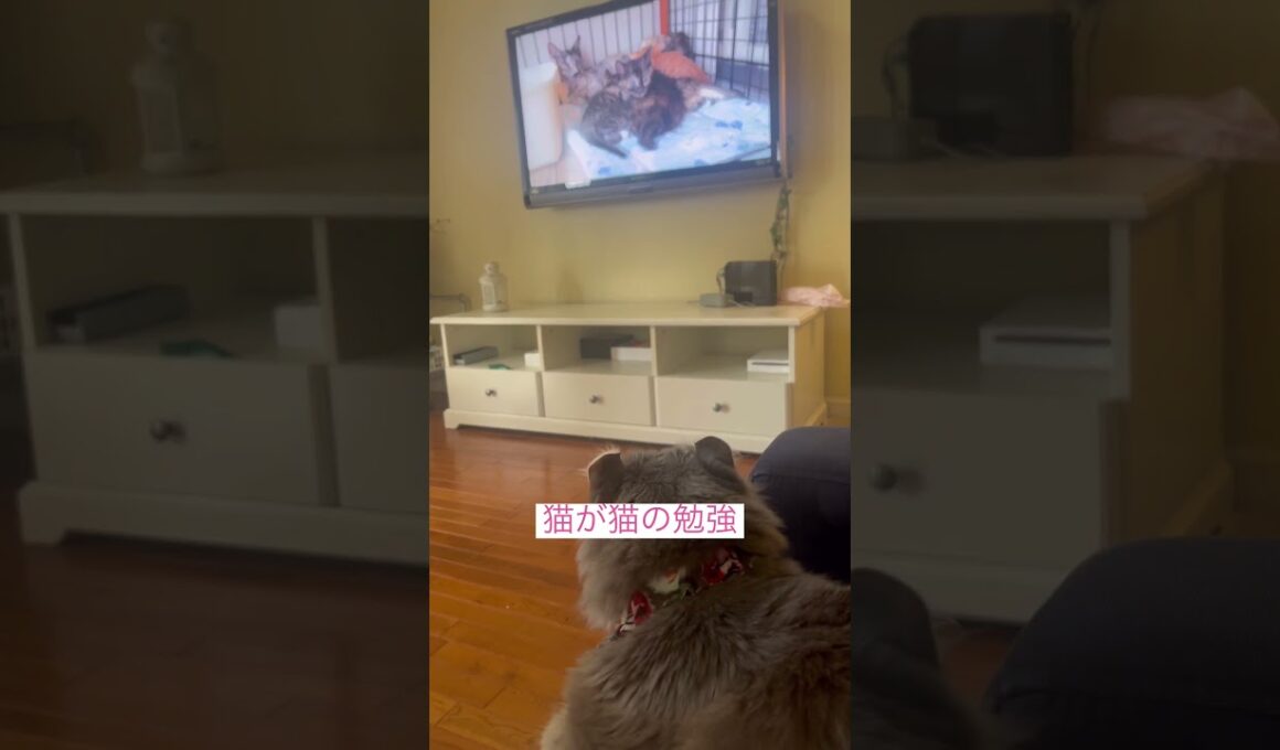 勉強 #ねこ動画 #アメリカンカール