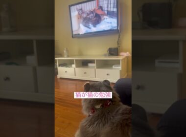 勉強 #ねこ動画 #アメリカンカール