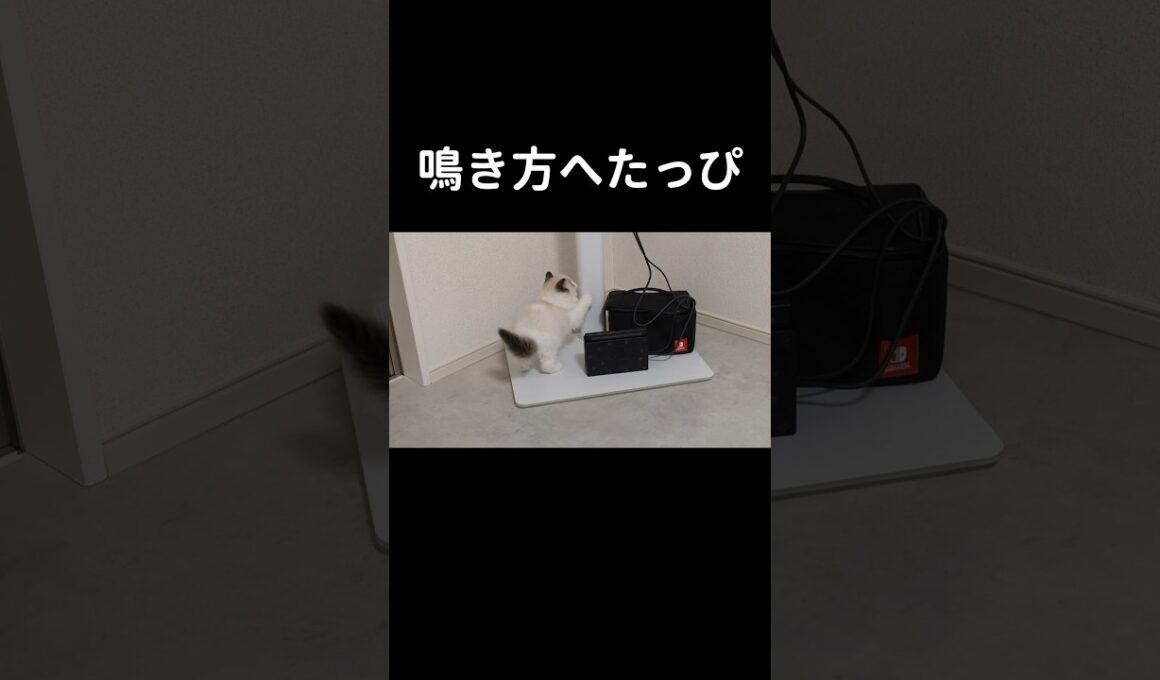 #shorts #猫 #子猫 #ラグドール #甘えん坊猫 #ぬいぐるみ猫