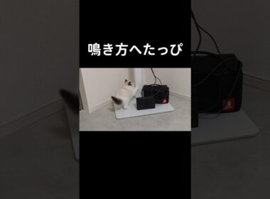 #shorts #猫 #子猫 #ラグドール #甘えん坊猫 #ぬいぐるみ猫