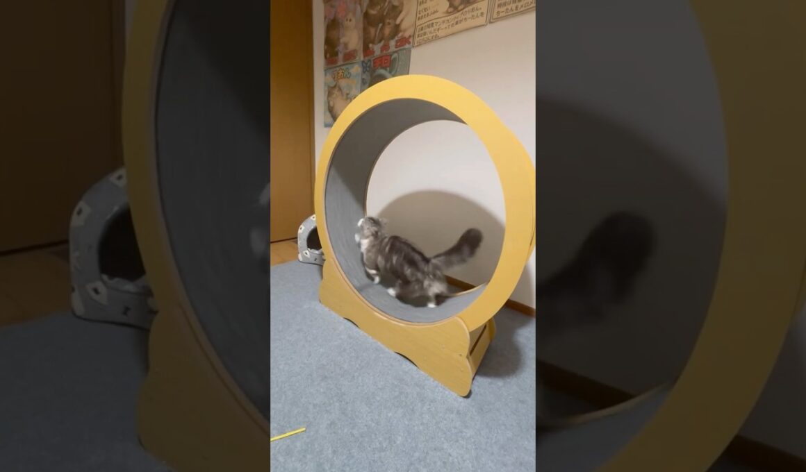 ひとりで出来るもん♡ #munchkin_cat  #cat #猫のいる暮らし #ねこ #ラグドール  #ragdoll  #ラグドール子猫 #マンチカン  #おすすめ仕事