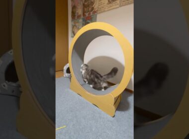 ひとりで出来るもん♡ #munchkin_cat  #cat #猫のいる暮らし #ねこ #ラグドール  #ragdoll  #ラグドール子猫 #マンチカン  #おすすめ仕事