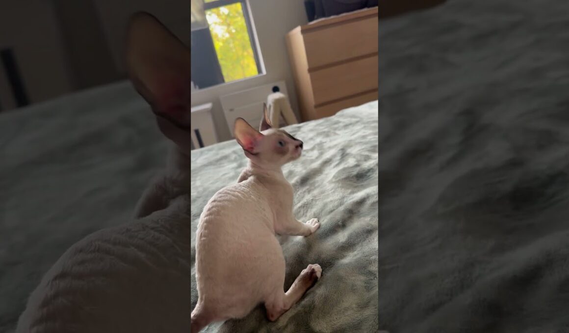 I don’t think she is very impressed with this new teaser… #cornishrex #cornishrexkittens