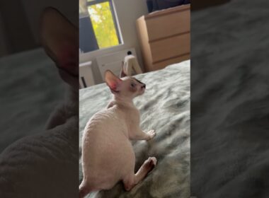 I don’t think she is very impressed with this new teaser… #cornishrex #cornishrexkittens