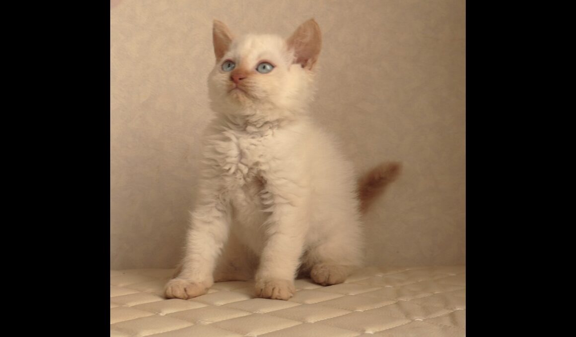 セルカークレックス子猫　Selkirk Rex　2025.12.16産まれ　　クリームポイント　巻き毛　男の子　シーダキャット猫のお店