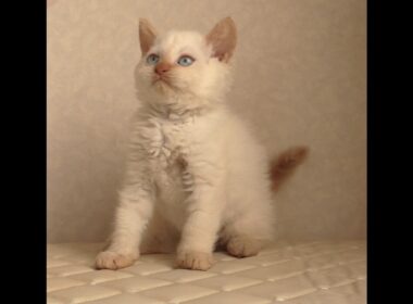 セルカークレックス子猫　Selkirk Rex　2025.12.16産まれ　　クリームポイント　巻き毛　男の子　シーダキャット猫のお店