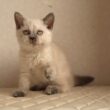 セルカークレックス子猫　Selkirk Rex　2025.12.16産まれ　　ブルーポイント　巻き毛　女の子　シーダキャット猫のお店