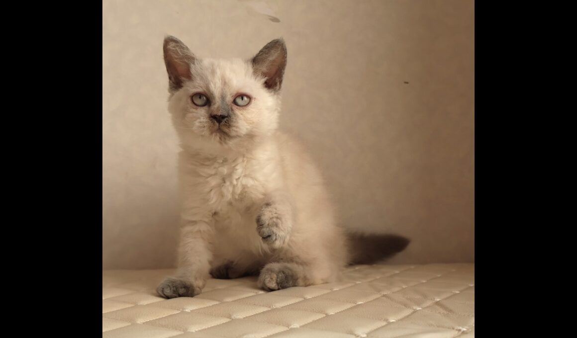 セルカークレックス子猫　Selkirk Rex　2025.12.16産まれ　　ブルーポイント　巻き毛　女の子　シーダキャット猫のお店