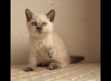 セルカークレックス子猫　Selkirk Rex　2025.12.16産まれ　　ブルーポイント　巻き毛　女の子　シーダキャット猫のお店
