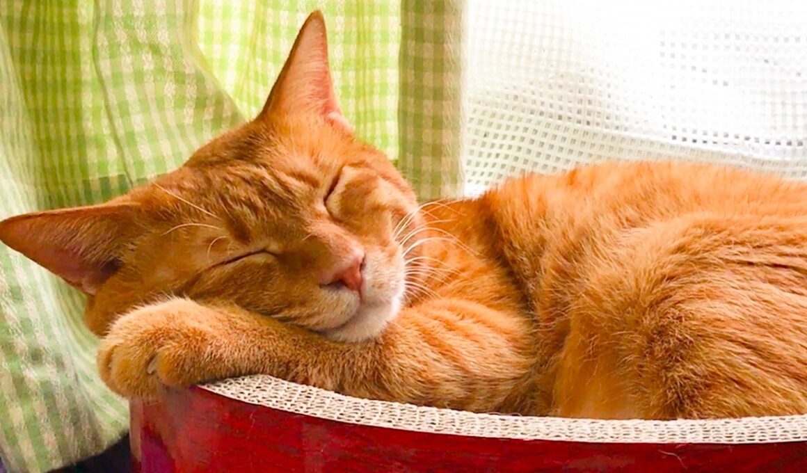 窓辺のベテラン子猫、遺されたもう一つの仕事　Jobs only my third cat did