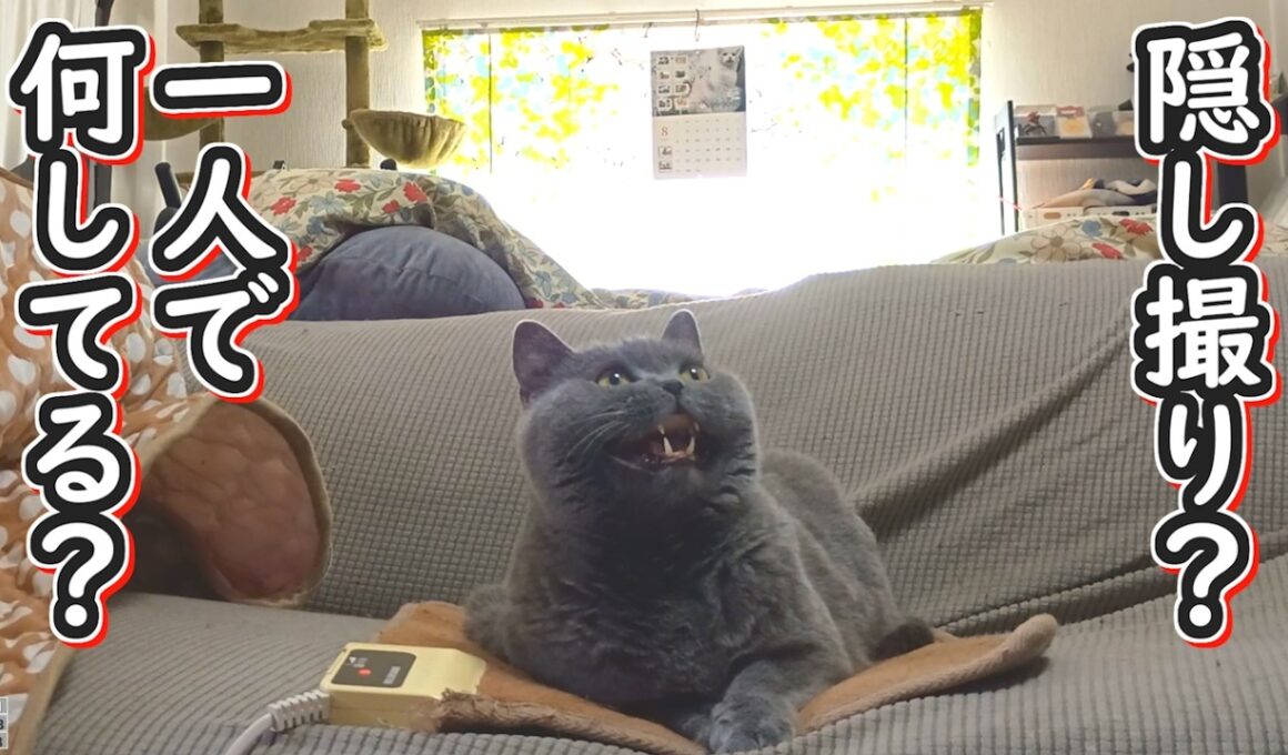 【ブリティッシュショートヘア】猫の隠し撮り？一人で何してる？【ねこのいる暮らし】