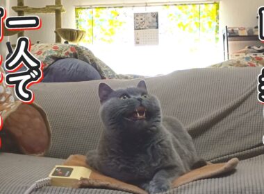 【ブリティッシュショートヘア】猫の隠し撮り？一人で何してる？【ねこのいる暮らし】