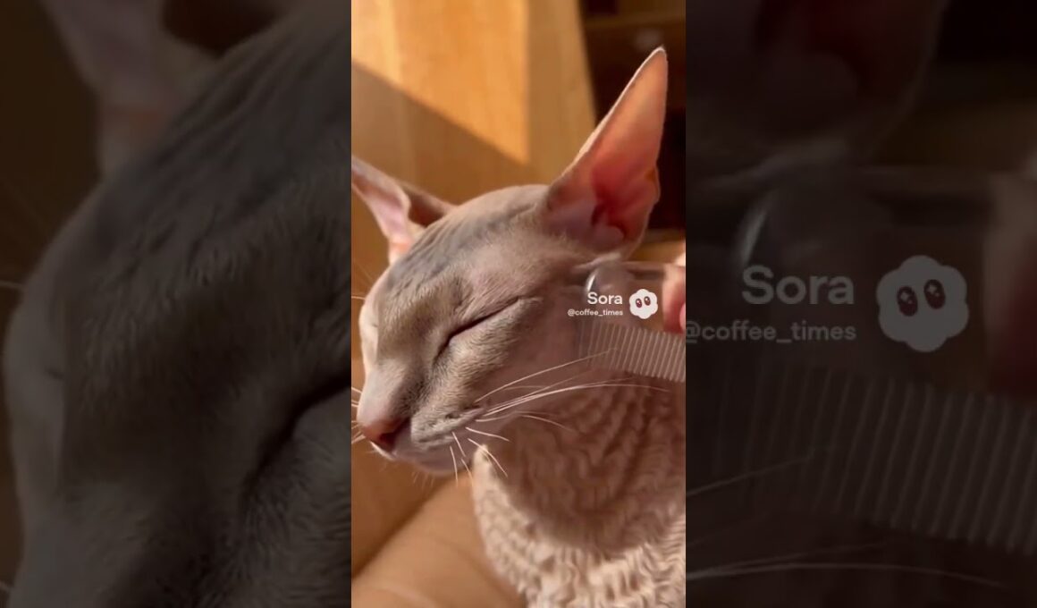 【快感】波打つ毛並み！コーニッシュレックスの「極上ブラッシング」 / Wavy Fur ASMR: Brushing a Cornish Rex #shorts