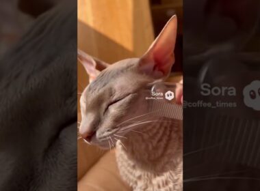 【快感】波打つ毛並み！コーニッシュレックスの「極上ブラッシング」 / Wavy Fur ASMR: Brushing a Cornish Rex #shorts