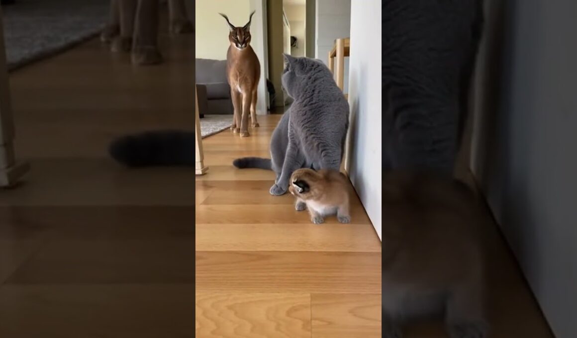 🔥🐆 カラカルの母猫が子猫を救うためにブリティッシュショートヘアを攻撃