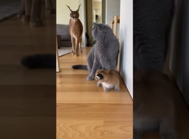 🔥🐆 カラカルの母猫が子猫を救うためにブリティッシュショートヘアを攻撃