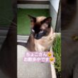 ちょこさん😺お散歩中です😺 #シャム猫 #たぬき猫 #ねこのいる生活