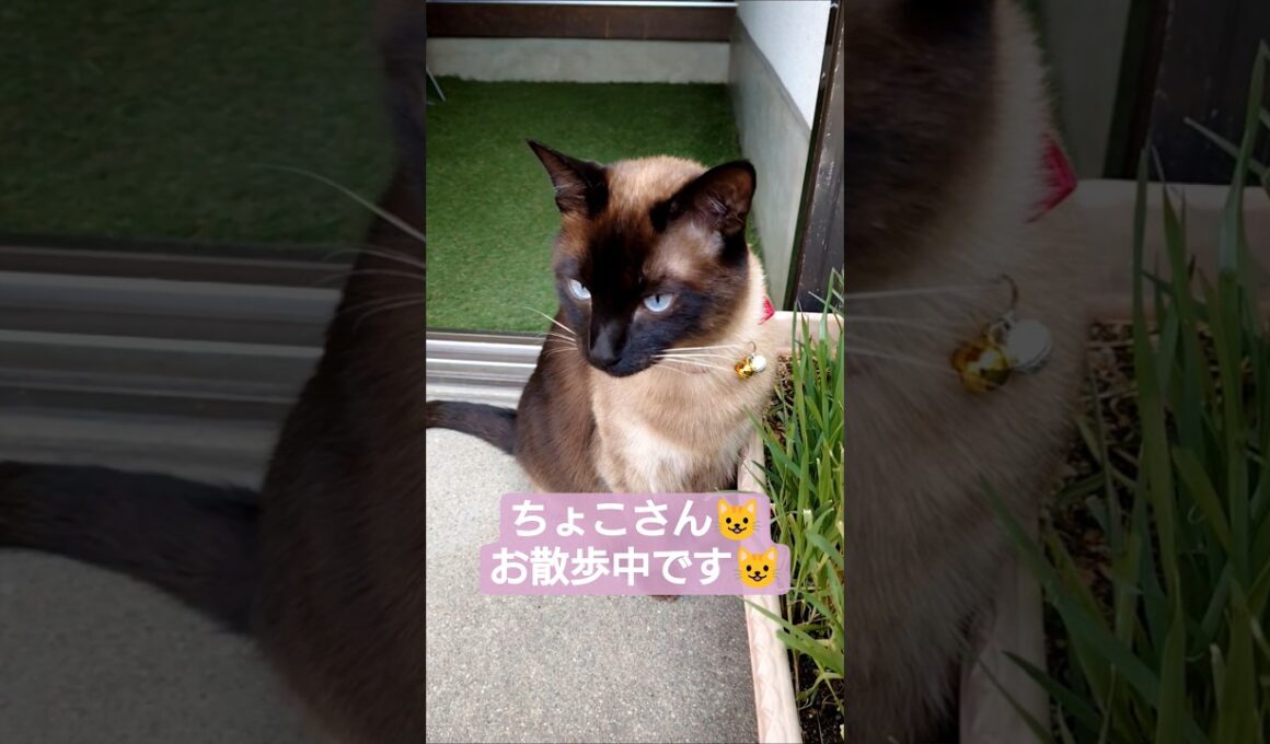 ちょこさん😺お散歩中です😺 #シャム猫 #たぬき猫 #ねこのいる生活