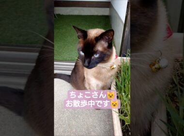 ちょこさん😺お散歩中です😺 #シャム猫 #たぬき猫 #ねこのいる生活