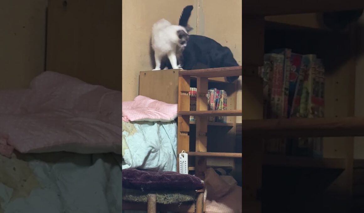 カラーボックスの上で、じゃれあうシャムのパンダ、黒猫の黒夢。座布団、落として