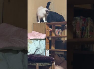 カラーボックスの上で、じゃれあうシャムのパンダ、黒猫の黒夢。座布団、落として