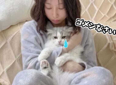 思わずママを噛みついちゃって落ち込む子猫の行動が可愛すぎる！