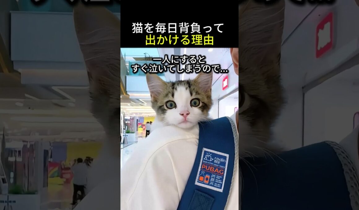 子猫を毎日背負って出かける理由が尊すぎる！