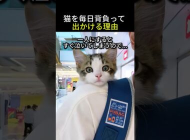 子猫を毎日背負って出かける理由が尊すぎる！