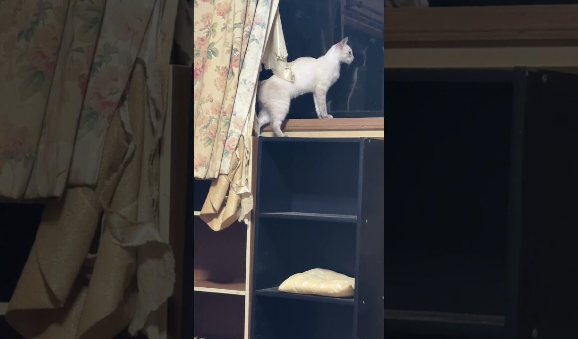 シャム猫のパンダ「カーテンに隠れるな、黒猫の黒夢。遊ぼうぜ」黒夢、戻って来たが、妹の雫に阻止されて