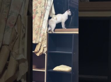 シャム猫のパンダ「カーテンに隠れるな、黒猫の黒夢。遊ぼうぜ」黒夢、戻って来たが、妹の雫に阻止されて