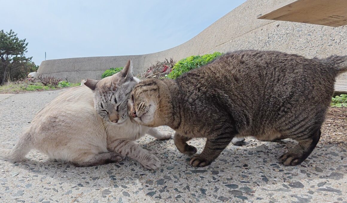 他の猫をモフると、嫉妬深いシャム猫がニャンニャンと文句を言う