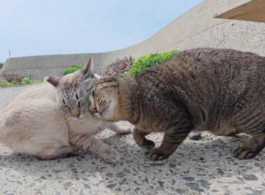 他の猫をモフると、嫉妬深いシャム猫がニャンニャンと文句を言う