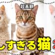 レアすぎて見つからない！実在する希少で珍しい猫種たち