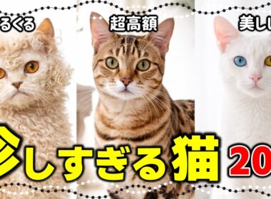 レアすぎて見つからない！実在する希少で珍しい猫種たち
