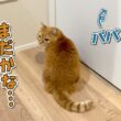出待ちしてたら裏口から逃げられちゃった猫の反応が可愛すぎた！