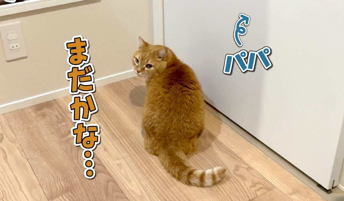 出待ちしてたら裏口から逃げられちゃった猫の反応が可愛すぎた！