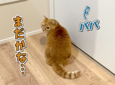 出待ちしてたら裏口から逃げられちゃった猫の反応が可愛すぎた！