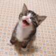 リビングの中心でニャーと叫ぶ、子猫達？【赤ちゃん猫　保護猫】