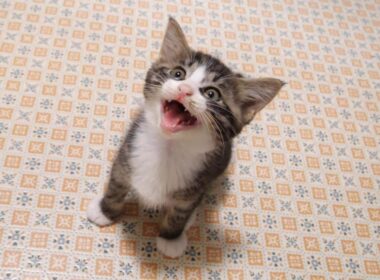 リビングの中心でニャーと叫ぶ、子猫達？【赤ちゃん猫　保護猫】