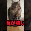 存在感が強すぎる猫…メインクーン｜猫の雑学 #shorts