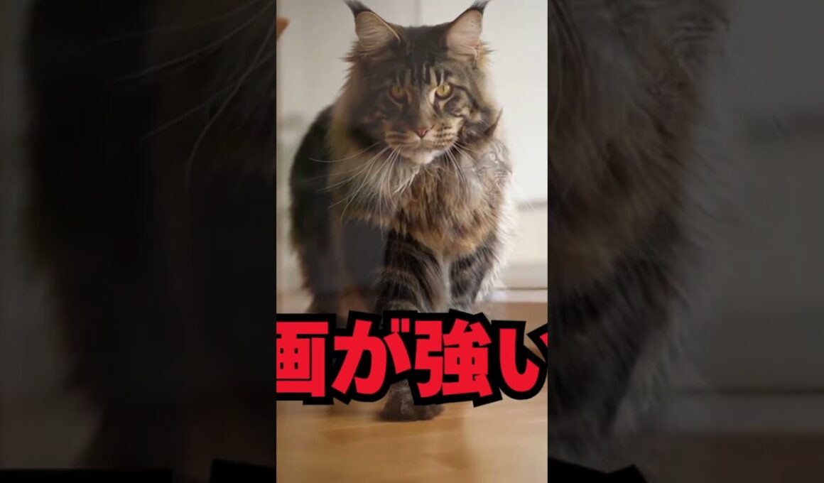 存在感が強すぎる猫…メインクーン｜猫の雑学 #shorts